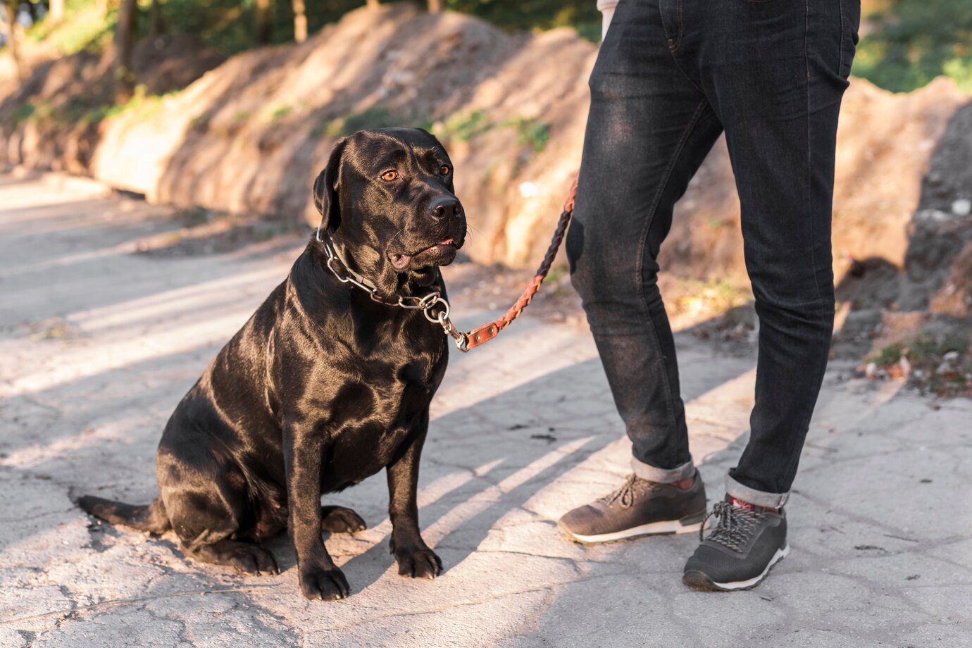 Dog owner walking their dog calmly on a leash after reactivity training