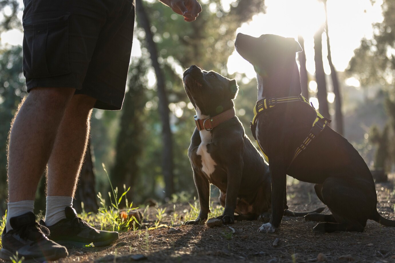 Professional trainer working with multiple dogs during a training session