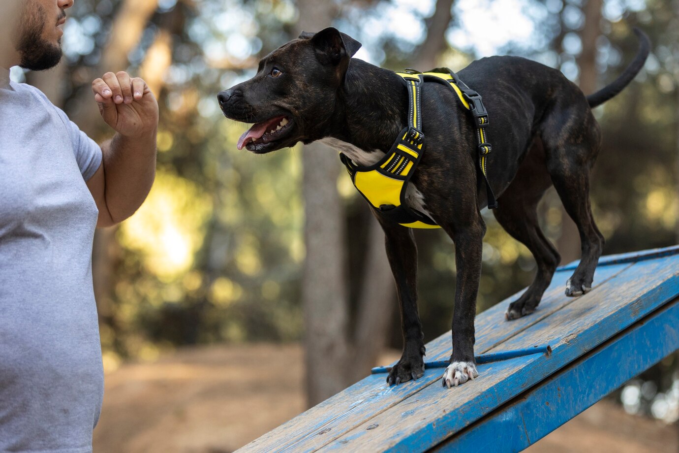 Professional dog trainer working with a dog during an outdoor board and train session
